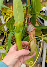 Nepenthes x Fairyland (Leilani Nursery) *XL ROOTED CUTTINGS*