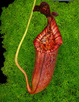 Nepenthes (lowii x macrophylla) x burbidgeae BE-4054