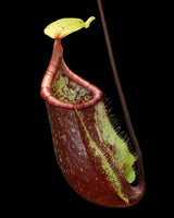 Nepenthes ventricosa x rafflesiana BE-3733