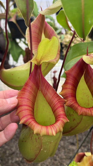 Nepenthes veitchii x ventricosa BE-4500