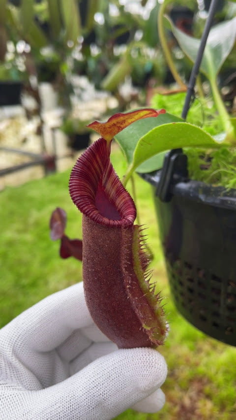 Nepenthes robcantleyi x lowii BE-4640