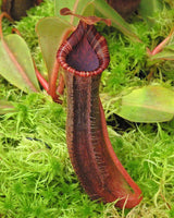 Nepenthes (veitchii x platychila) x lowii BE-4616