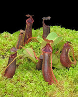 Nepenthes (veitchii x platychila) x lowii BE-4616