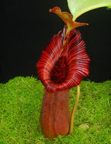 Nepenthes (lowii x macrophylla) x robcantleyi "King of Spades" BE-4022