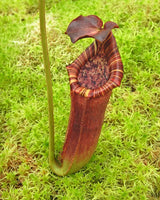 Nepenthes (lowii x macrophylla) x burbidgeae BE-4054