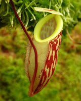 Nepenthes glabrata BE-4592