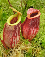 Nepenthes glabrata BE-4592