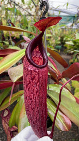 Nepenthes peltata x sumadera BE-4024