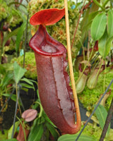 Nepenthes rajah x lowii BE-4529 *SEED-GROWN*