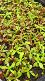 Nepenthes ventricosa x ephippiata BE-4639