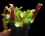 Nepenthes (veitchii x platychila) x lowii BE-4616