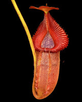 Nepenthes villosa x robcantleyi ‘King of Spades' BE-4079