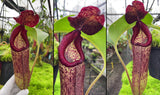 Nepenthes robcantleyi x klossii BE-4549