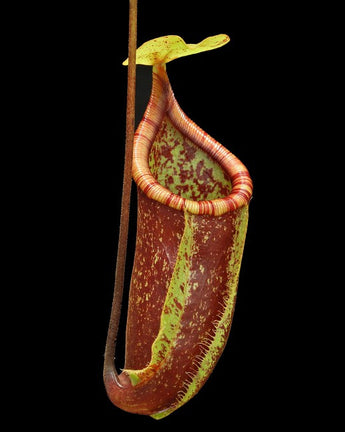 Nepenthes ventricosa x rafflesiana BE-3733