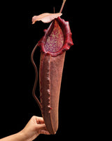Nepenthes densiflora x robcantleyi BE-3573