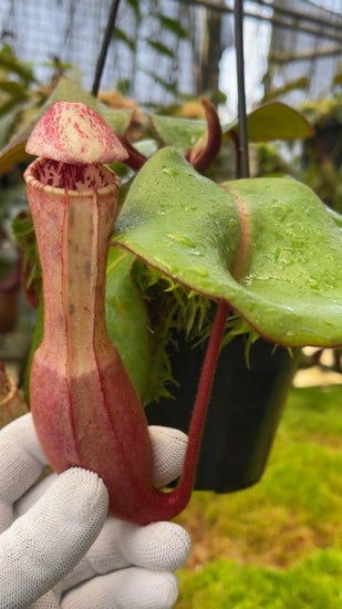 Nepenthes clipeata BE-4058
