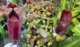 Nepenthes peltata x ephippiata BE-4654