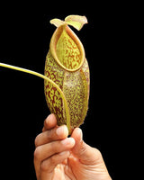 Nepenthes gymnamphora 'Talakmau' BE-4059