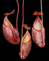 Nepenthes gymnamphora 'Talakmau' BE-4059