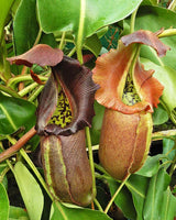 Nepenthes robcantleyi "Queen of Hearts" x "King of Spades" BE-3517