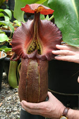 Nepenthes robcantleyi "Queen of Hearts" x "King of Spades" BE-3517