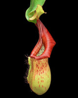 Nepenthes petiolata x veitchii BE-4047