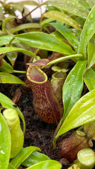 Nepenthes lavicola BE-4637