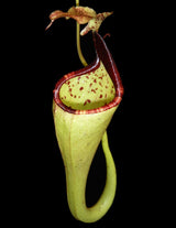 Nepenthes eymae BE-3736