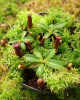 Nepenthes glandulifera x edwardsiana BE-4617
