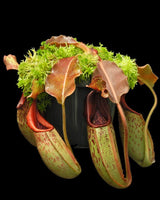 Nepenthes veitchii x maxima BE-4061