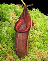 Nepenthes villosa x robcantleyi ‘King of Spades' BE-4079