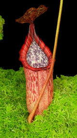 Nepenthes burbidgeae x petiolata BE-4042