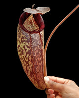 Nepenthes (aristolochioides x spectabilis) x klossii BE-4583