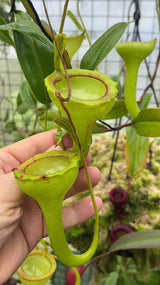 Nepenthes jamban BE-3875