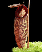 Nepenthes (aristolochioides x spectabilis) x klossii BE-4583