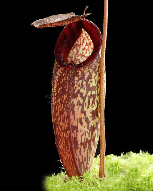 Nepenthes (aristolochioides x spectabilis) x klossii BE-4583