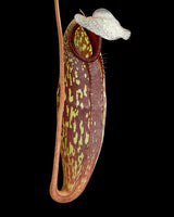 Nepenthes (aristolochioides x spectabilis) x klossii BE-4583