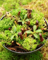 Nepenthes glandulifera x edwardsiana BE-4617