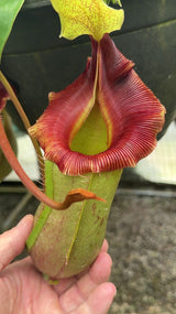 Nepenthes veitchii x ventricosa BE-4500