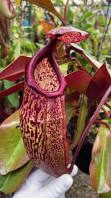 Nepenthes peltata x sumadera BE-4024