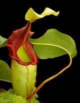 Nepenthes rajah x veitchii BE-4603
