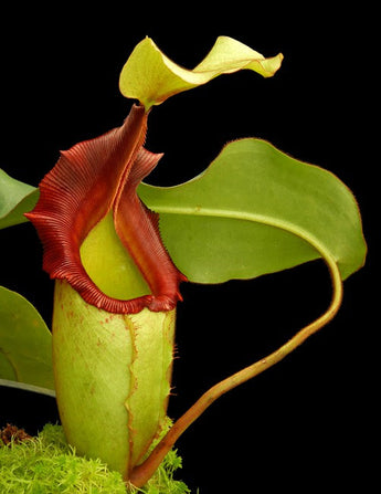 Nepenthes rajah x veitchii BE-4603