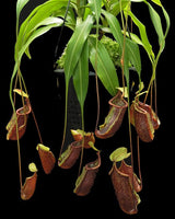 Nepenthes ventricosa x rafflesiana BE-3733