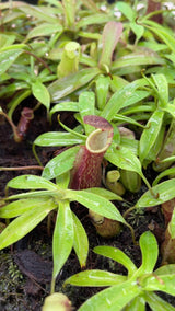 Nepenthes lavicola BE-4637