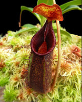 Nepenthes (lowii x macrophylla) x aristolochioides BE-4511