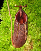 Nepenthes (lowii x macrophylla) x aristolochioides BE-4511