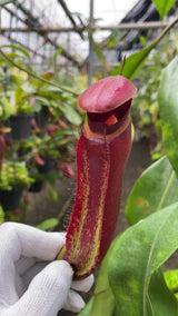 Nepenthes robcantleyi x ampullaria BE-3767