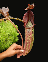 Nepenthes maxima (Dark purple, wavy-Leaf) BE-3786