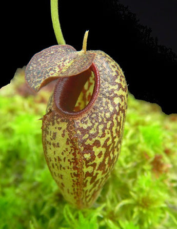 Nepenthes aristolochioides BE-4544 (Rooted Cuttings)