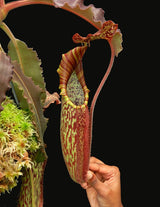 Nepenthes maxima (Dark purple, wavy-Leaf) BE-3786